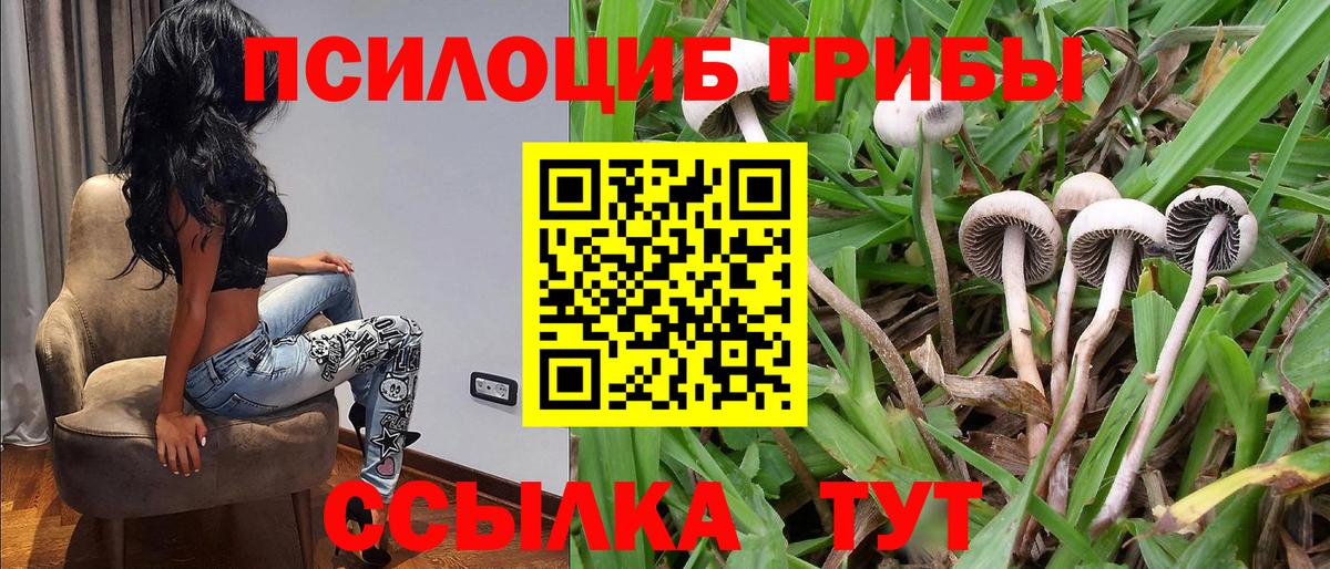 Жуковский  Псилоцибиновые грибы Cubensis  Вход с VPN  Галлюциногенные грибы прущие грибы 