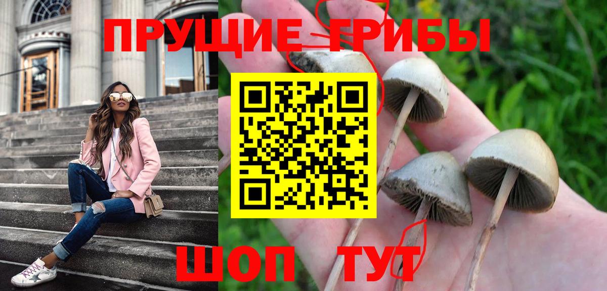 Псилоцибиновые грибы Psilocybine cubensis Жуковский